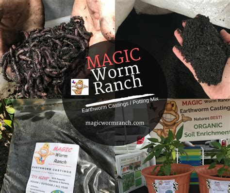 Innovations in Magic Worm Ranching: New Techniques for Increased Efficiency